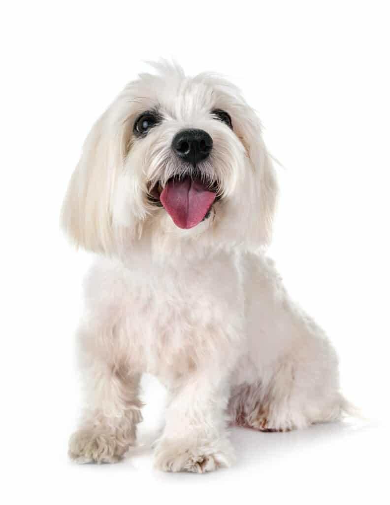 Coton-de-Tulear-hondenras