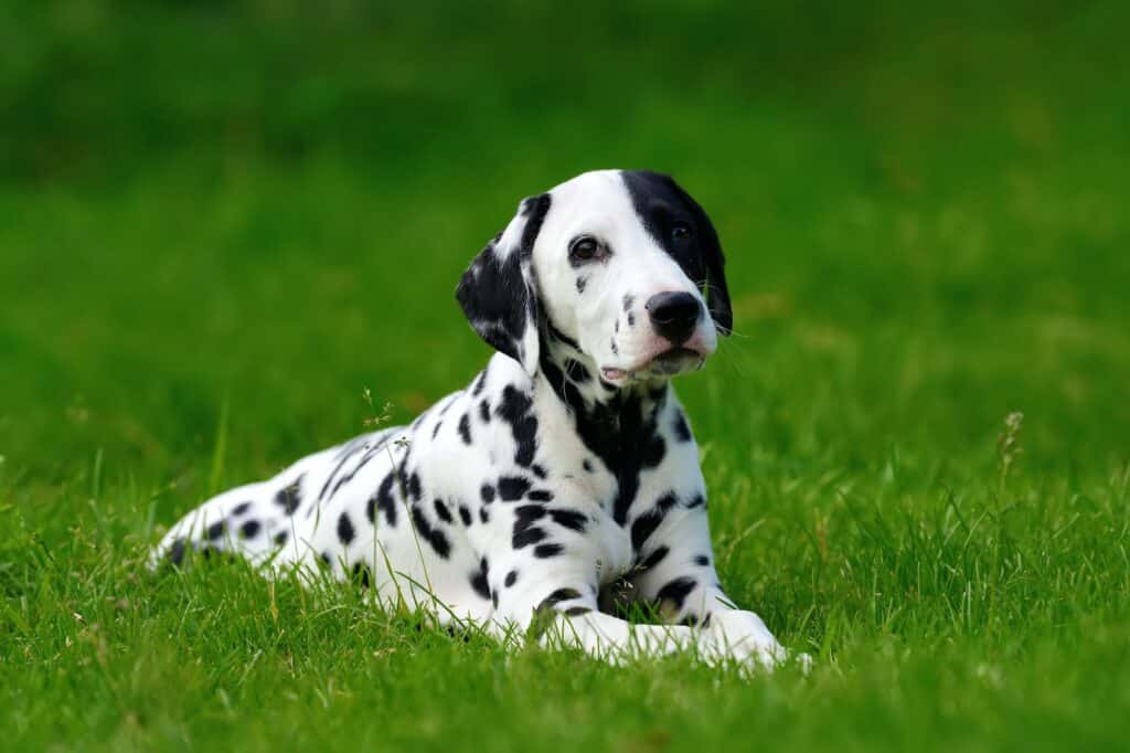 Dalmatiër-Hond