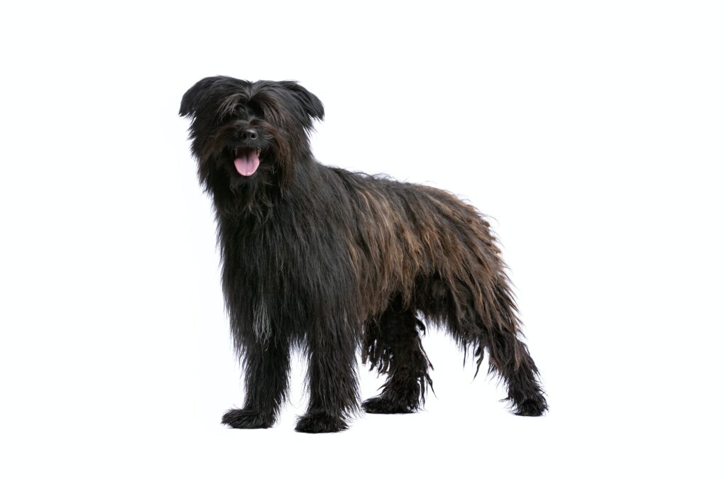 Pyrenese-herdershond