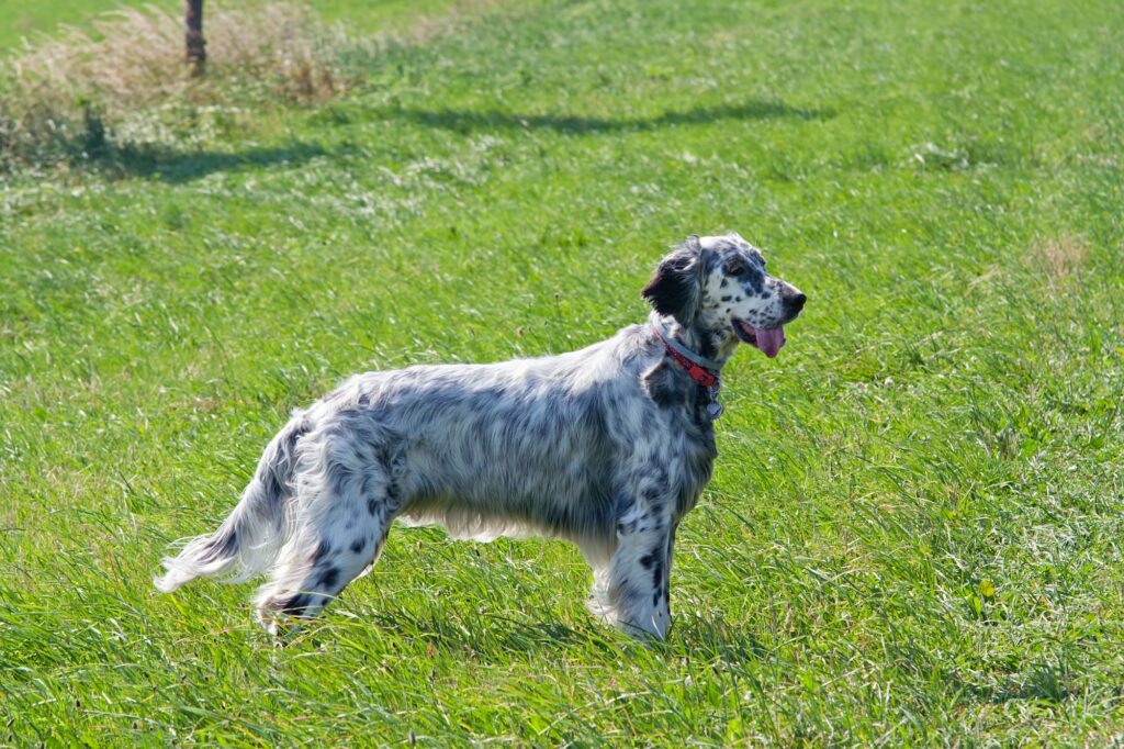 Engelse-Setter-hond