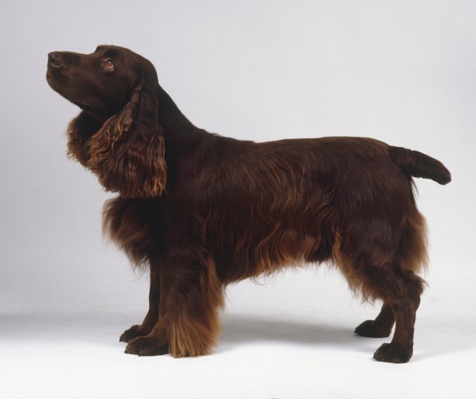 Fieldspaniël-Hond