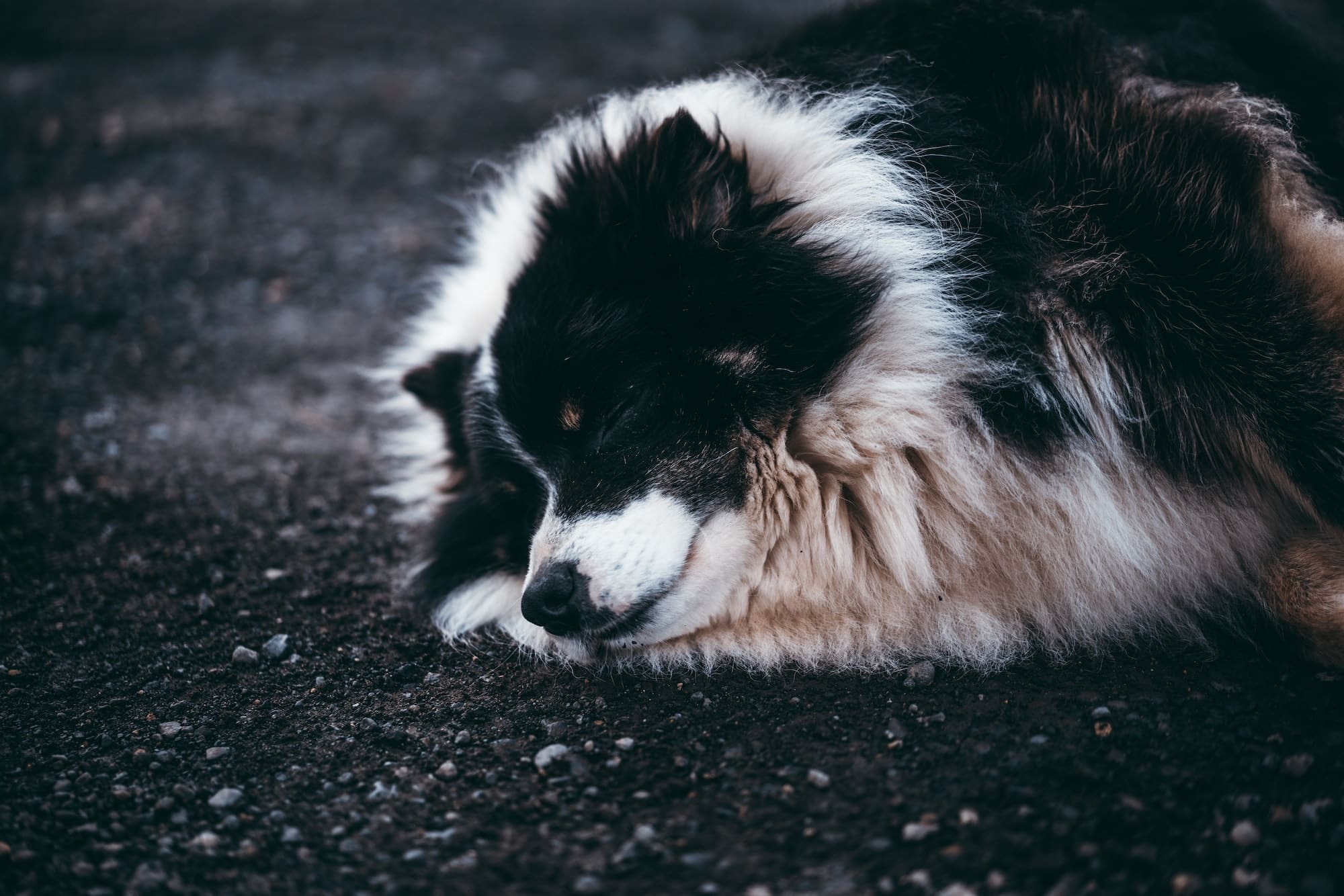 IJslandse Herdershond Lees Alles Over Dit Ras! [Belangrijke Info]
