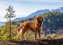 Golden Retriever: Lees alles over dit Ras! [Belangrijke info]