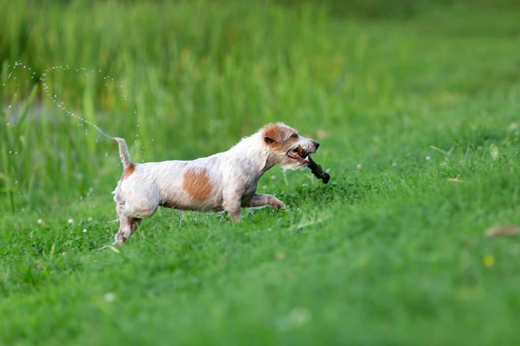  Jack-Russell-terriër