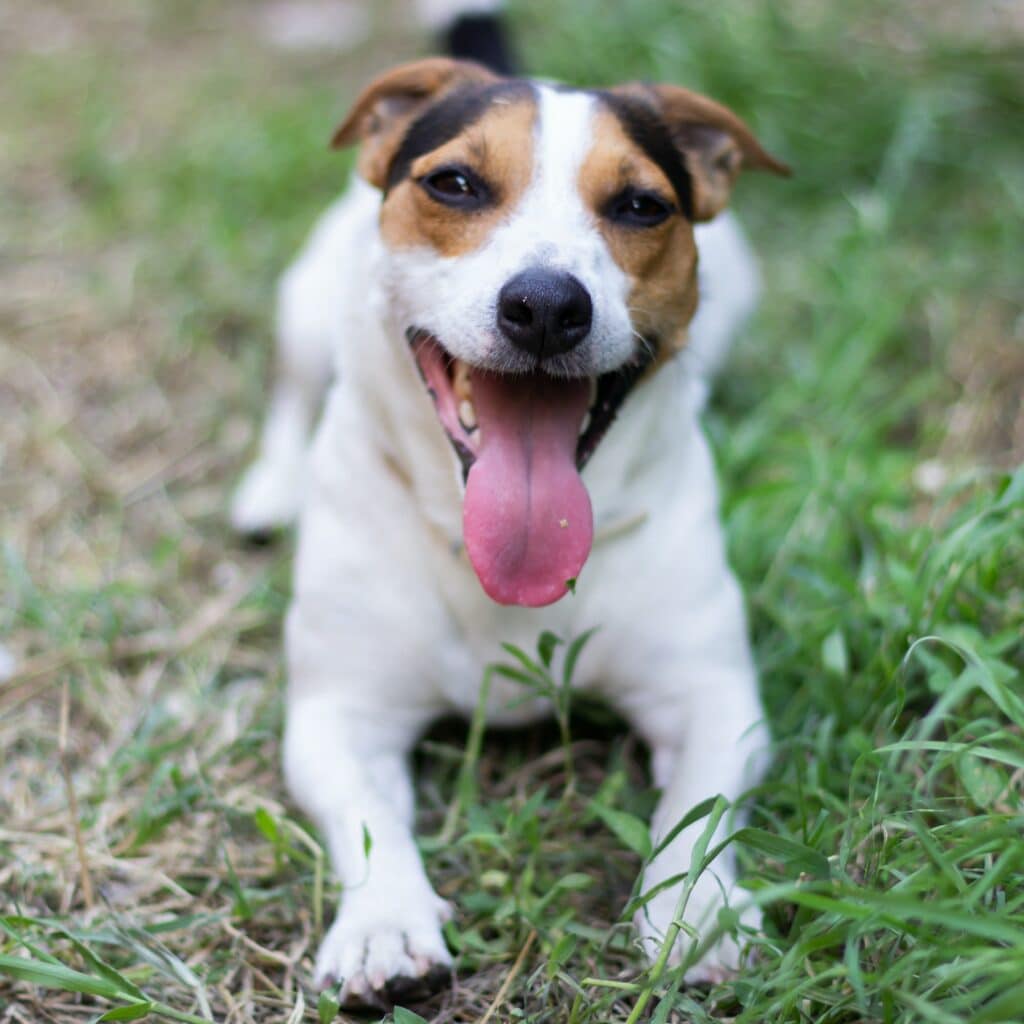 Jack-Russell-terriër-hond