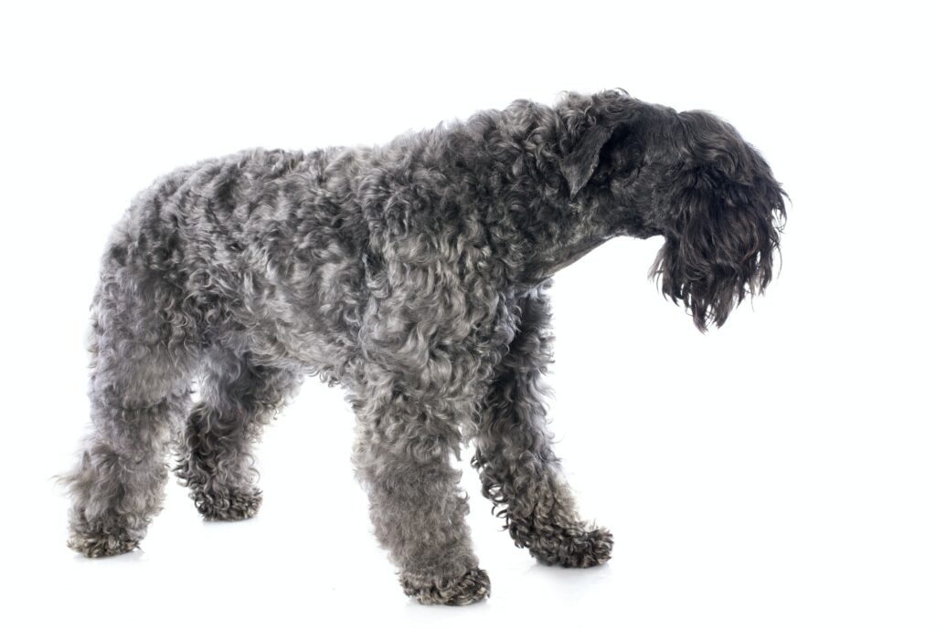 Kerry-Blue-Terrier-Hond