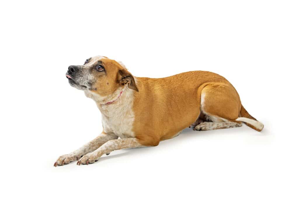 Coonhound-Hond