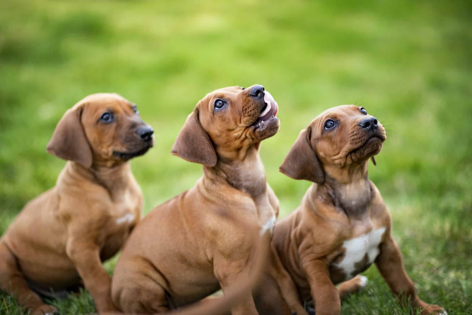 Hundos Puppyren: 7x De Beste Van 2024! [puppyren Korting]