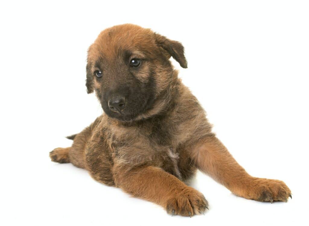 Laekense-herder-puppy