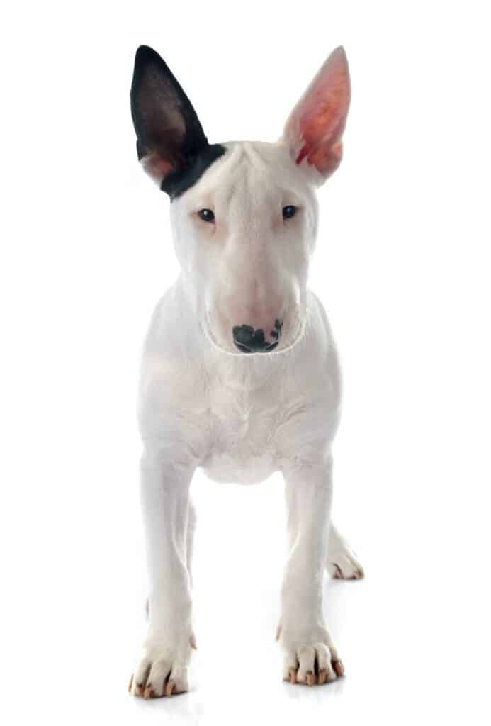 Bulterriër-puppy