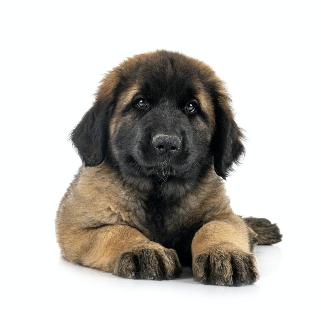 Leonberger-Puppy