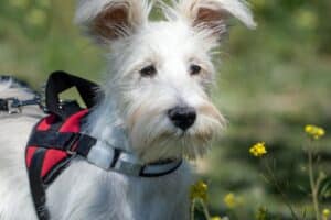Puppia tuigje kopen? Bekijk hier de 15 beste van 2024 [puppy korting]
