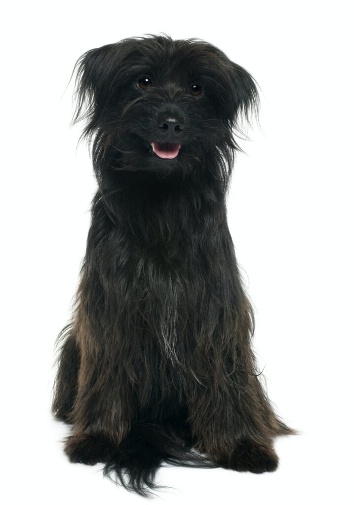Pyrenean-Shepherd-puppy