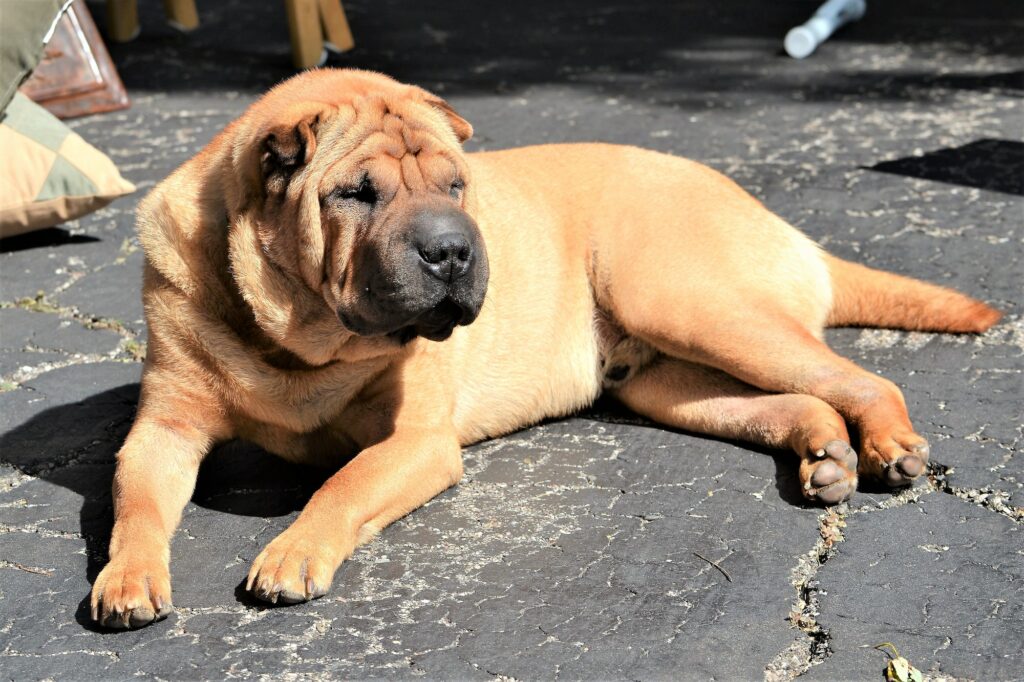 Shar-Pei-hond