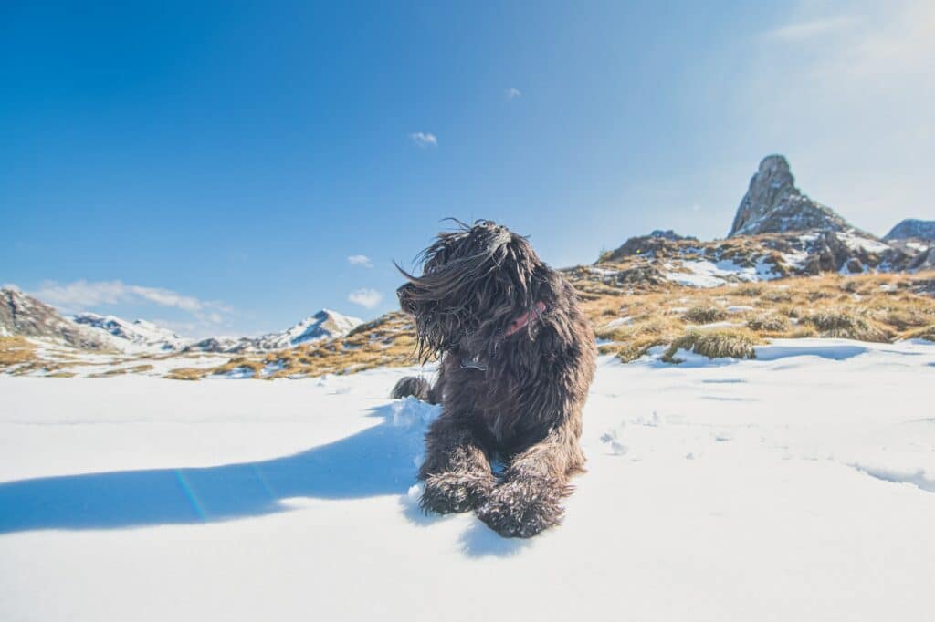 Bergamasco herdershond 2 Bergamasco-herdershond