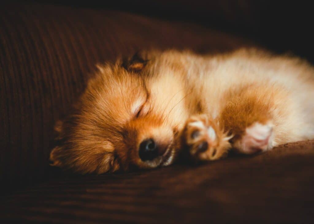 Puppyren-van-Cranenbroek