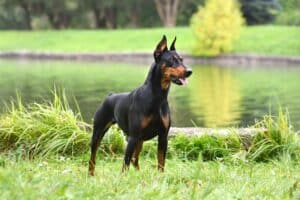Duitse pinscher: Lees alles over dit Ras! [Belangrijke info]