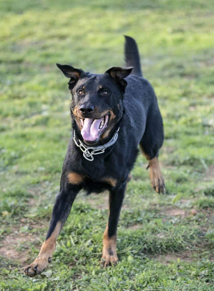 Beauceron-puppy