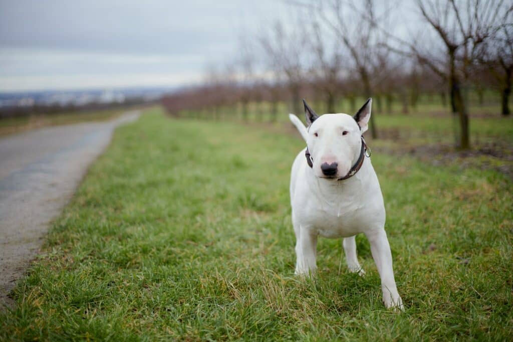 Bulterriër-hond