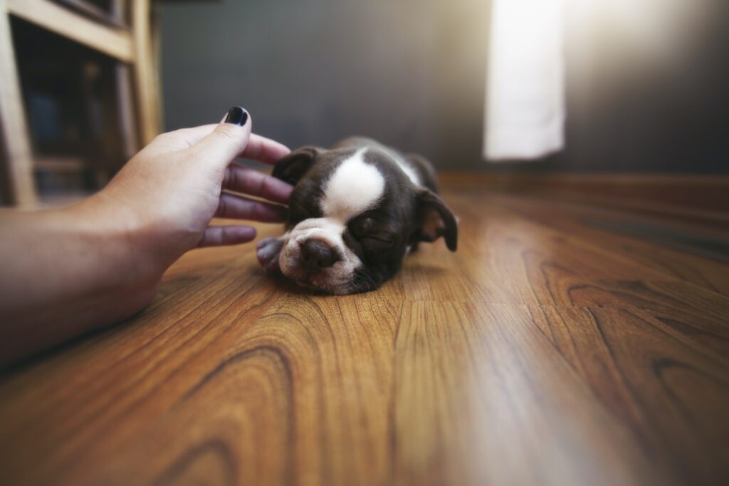 Boston-Terrier-Puppy