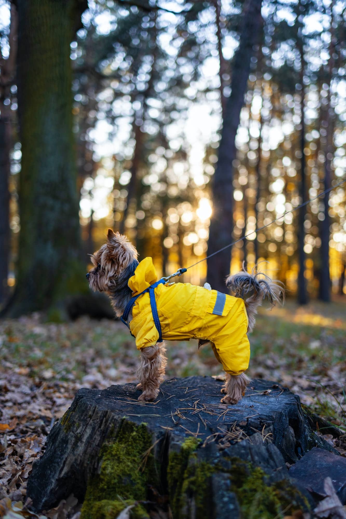 Hondenjas: De 26 beste Winddicht & Draagbare Hondenjassen van 2024! 221 hondenjas
