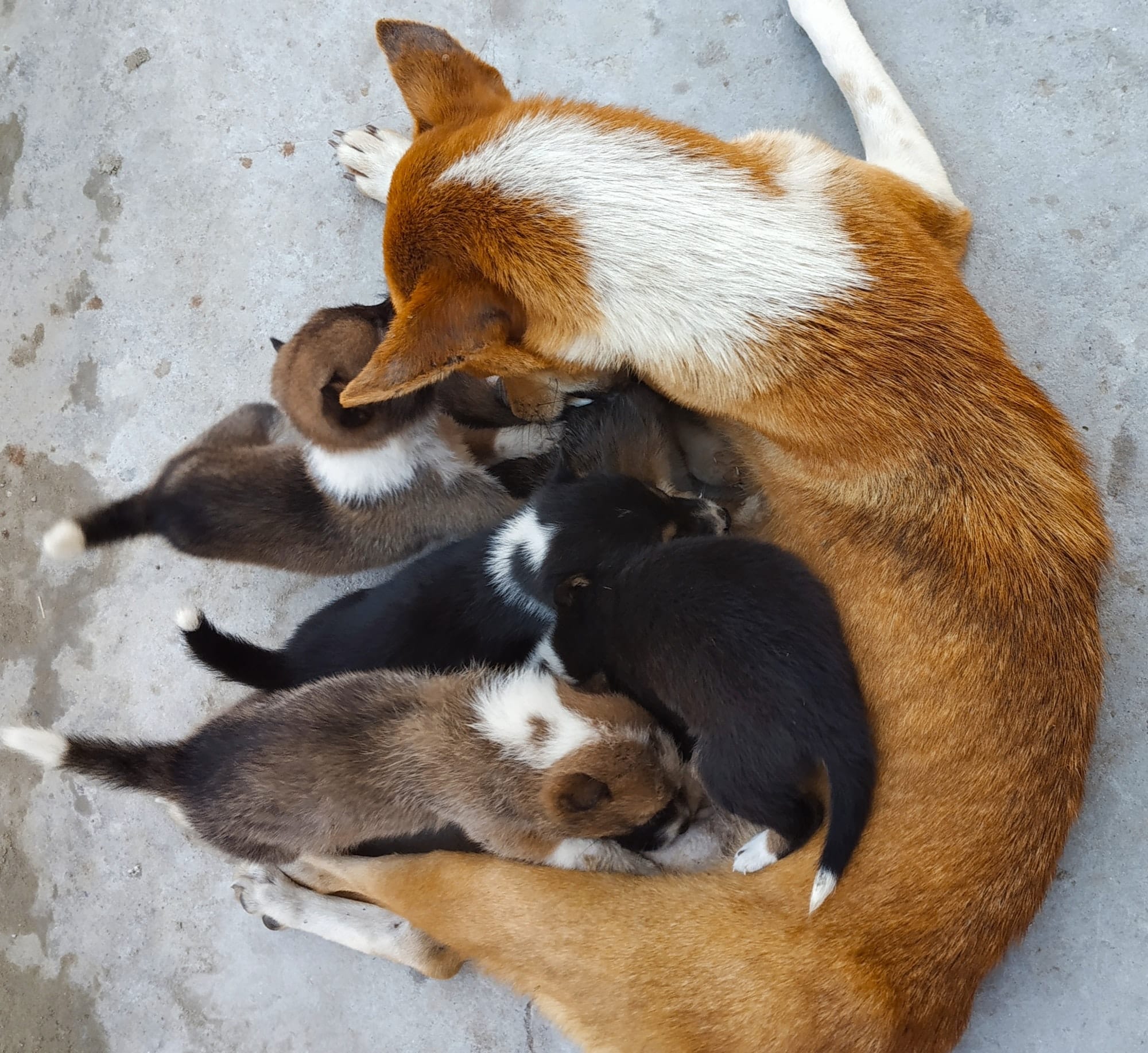 puppymelk