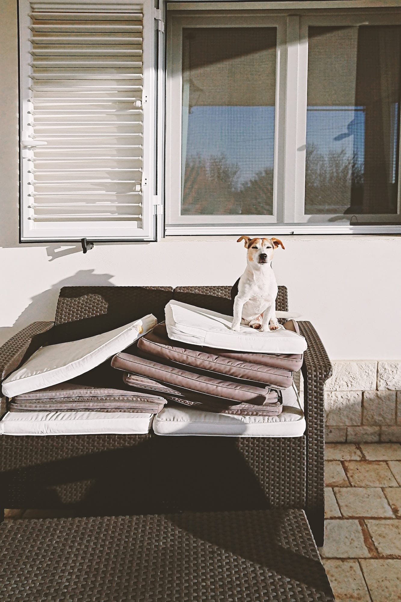 Funnjack-And-Vanilla-Hondenmandy Dog Sits On A Pile Of Pillows And Enjoys The Sun