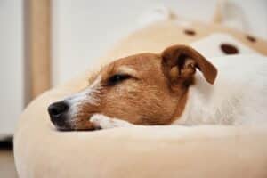 Doxie Hondenmand [Met Doxie Korting] De 7 Beste Doxie Hondenmanden Van 2023!
