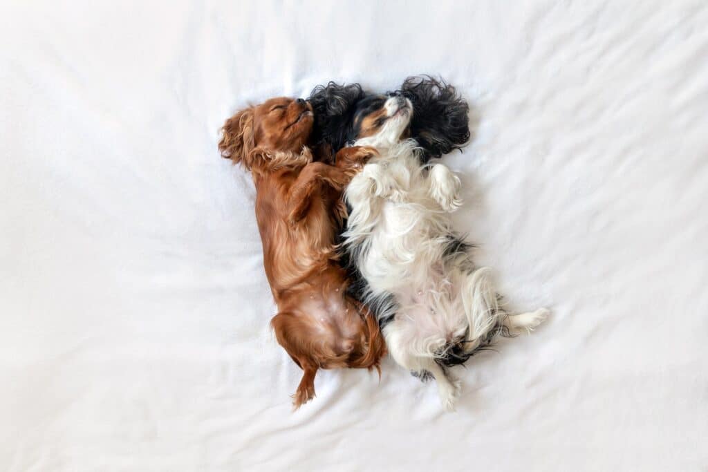 lief-hondenmanden
