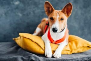 Gele Hondenmand [Met Korting] De 11 Beste Gele Hondenmanden Van 2023!