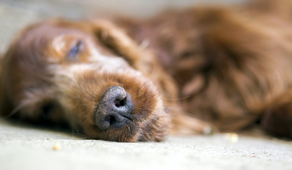 lief-hondenmand