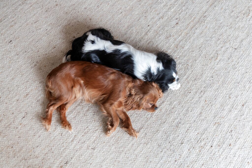 lief-hondenmand