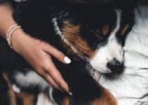 Wasbare Hondenmand [Met Wasbare Korting] De 9 Beste Wasbare Hondenmanden Van 2023!