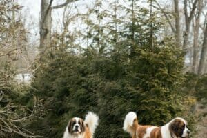 Gele Hondenriem [Met Gele Hondenriem Korting] De 13 Beste Gele Hondenriemen Van 2023!