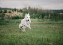 Witte Hondenriem [Met Witte Hondenriem Korting] De 13 Beste Witte Hondenriemen Van 2023!