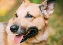 Leren Halsband Hond! De 11 Beste Leren Hondenhalsbanden Van 2023