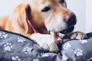 Nylon bot hond: De 15 beste van 2024!