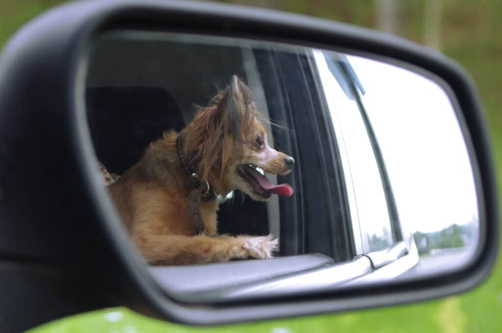 beste-Honden-autostoel