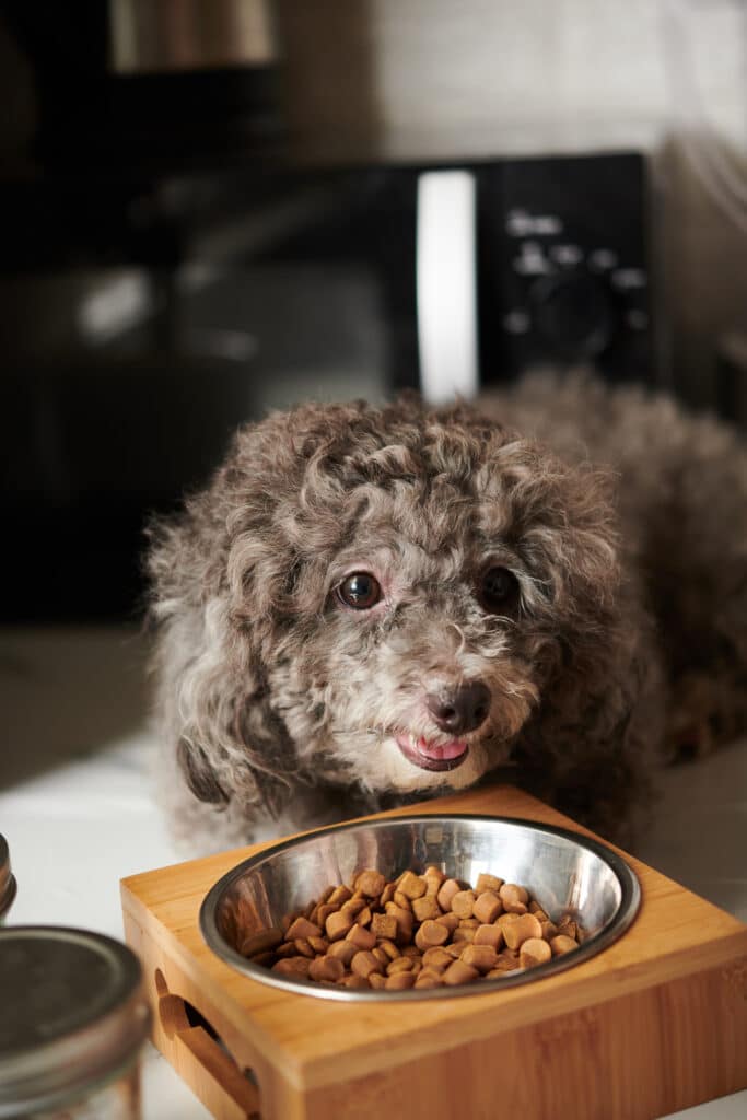 Beste-Hondenbrokken-Kleine-Hond-Smaakvolle-Receptuur