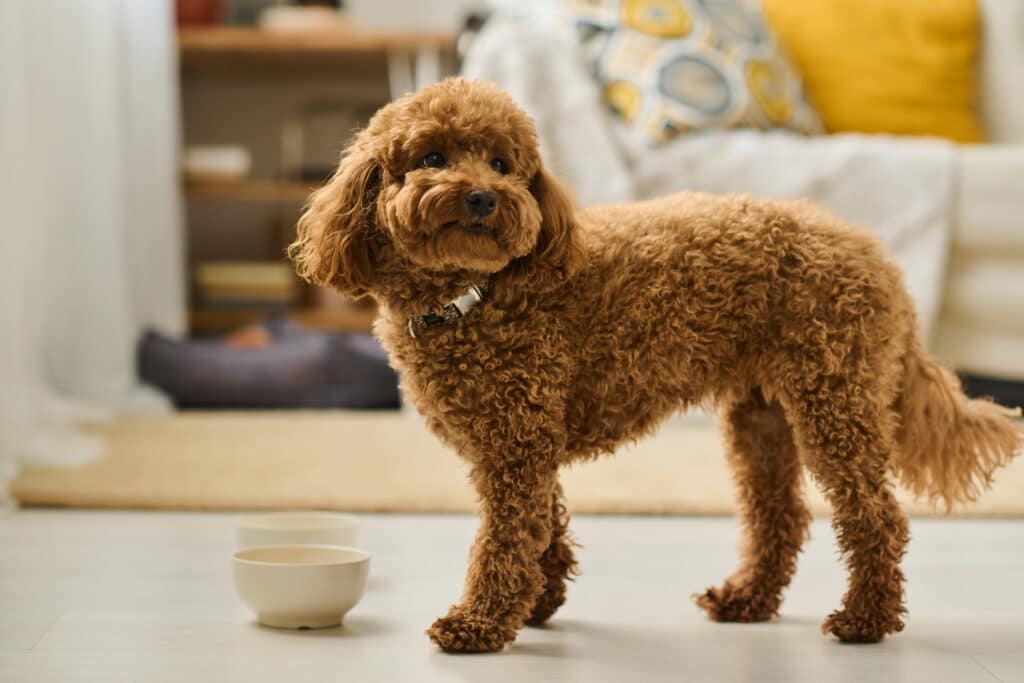 Beste hondenvoer voor je kleine hond | Alle hondenbrokken voor kleine hondenrassen 1 beste-hondenvoer-kleine-hond-voedingsrijk-premium
