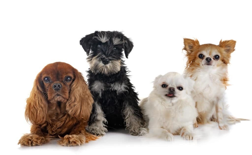 Beste hondenvoer voor je kleine hond | Alle hondenbrokken voor kleine hondenrassen 8 hondenvoer-kleine-hond-gezondheid-optimaliseren