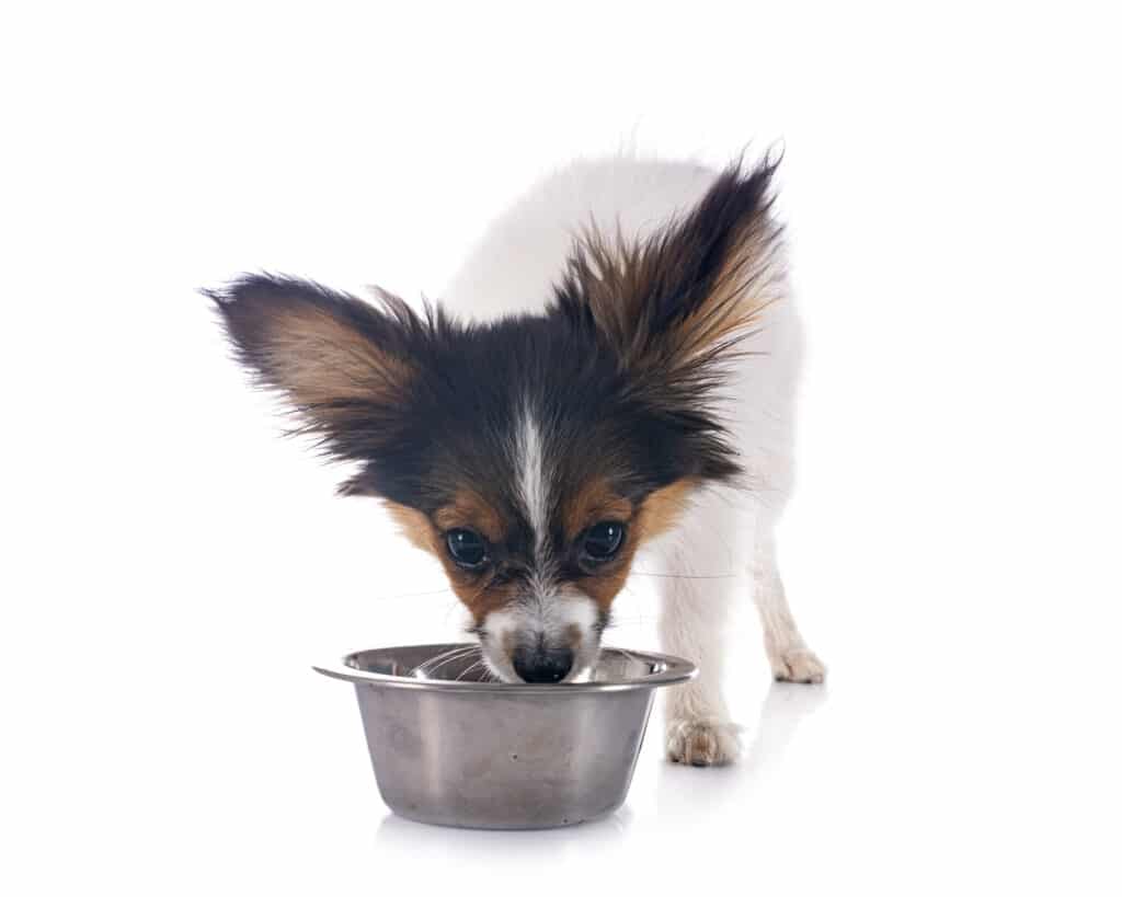 Beste hondenvoer voor je kleine hond | Alle hondenbrokken voor kleine hondenrassen 10 voedzaam-beste-hondenvoer-kleine-hond-levensfase-uitgebalanceerd-hondenvoer-kleine-hond-actieve-viervoeter